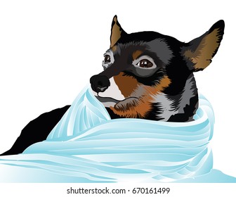 Small black dog wrapped in scarf, vector drawing.