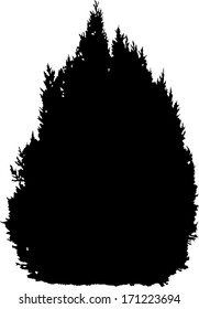 small black fir tree isolated on white background