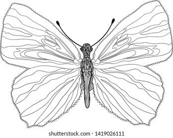 Small blue butterfly, Cupido minimus. Vector illustration.