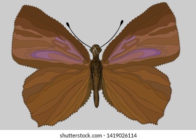 Small blue butterfly, Cupido minimus. Vector illustration.