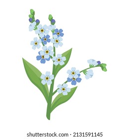 Small blue forget me not flowers with stems and leaves. Field flowering plants. Romantic decoration for wedding and design. Vector flat illustration