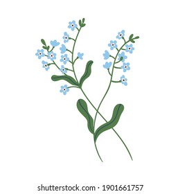 Small blue forget-me-not flowers on stem with leaves. Delicate blooming forgetmenots. Botanical floral element. Colorful flat vector illustration isolated on white background