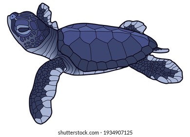 Small blue turtle. Baby sea turtle. Realistic illustration. 