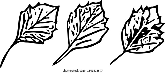 Un pequeño conjunto botánico con 3 hojas ligeramente diferentes.  Ilustración vectorial Doodle para diseños estacionales, tarjetas, impresiones y logotipos sobre el tema de la ecología y la naturaleza.