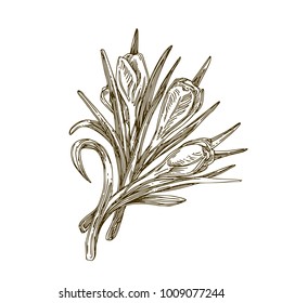 Small bouquet of crocus. Vintage. Engraving style. Vector illustration.