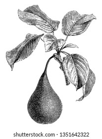 A small branch or division of a branch containing one pear fruit and few leafs, vintage line drawing or engraving illustration.