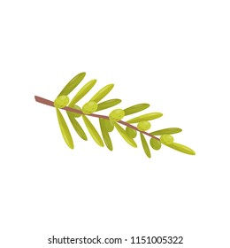 Small branch with green olives and leaves. Natural cooking ingredient. Healthy food. Decorative flat vector element for product packaging