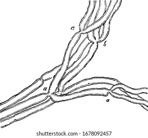 Kleiner Zweig eines Muskelnervs des Frosches, nahe seiner Beendigung, zeigt die Aufteilung der Fasern, a, in zwei und b, in drei, Vintage-Linie Zeichnung oder Gravitation Illustration.
