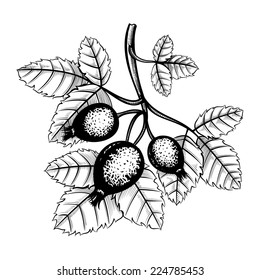 small branch of rosehips engraving vector illustration
