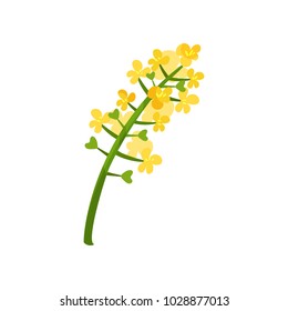 Small bright-yellow flowers on green stalk. Floral theme. Blooming plant. Element for concept about rapeseed oil. Flat vector design for decoration