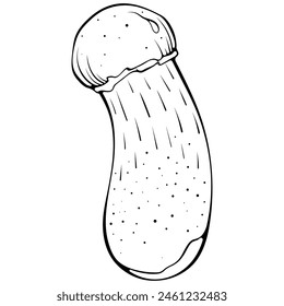 Small brown cap boletus mushroom. Aspen edible forest mushroom on a stem. Vector illustration in hand drawn sketch doodle style. Line art graphic eco food isolated on white. Design for coloring book