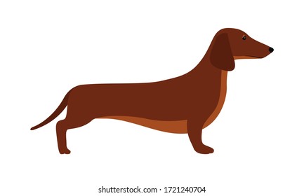 A small brown short-haired hunting dog of the Dachshund breed. Vector stock flat illustration isolated on a white background