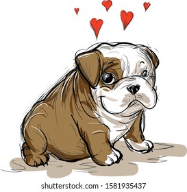 Small bulldog, vector illustration, drawing