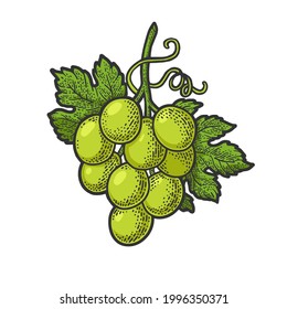 pequeño grupo de uvas de dibujo de línea de color que graban la ilustración vectorial. Diseño de impresión de ropa de camiseta. Imitación de tablero de raquetas. Imagen dibujada a mano en blanco y negro.