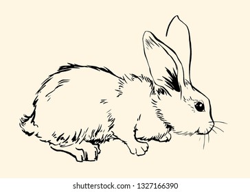 Small bunny. Vector hand drawed sketch style illustration.