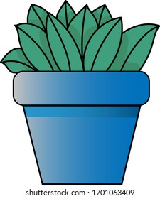 small cactus in a pol