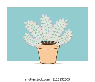 Small cactus in the pot