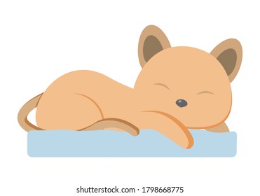 Small cat sleeping on a blue cushion.