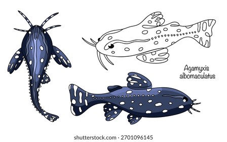 Um pequeno bagre com um corpo escuro decorado com manchas brancas. Um conjunto desenhado à mão de três Agamixis. Um peixe bonito, ativo à noite e nadando no fundo. Ilustração vetorial.