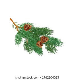 Small cedar branch with cones on white background realistic vector illustration