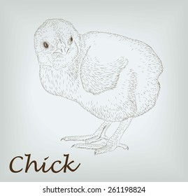 small chick. vector sketch on background