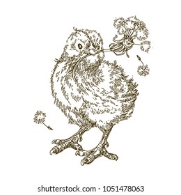 Small chicken holding in its beak a dandelion with fluff . Sketch. Vector illustration.