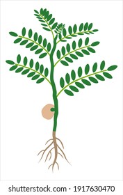 Small chickpea plant and roots. flat vector illustration
