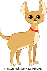 Small chihuahua dog