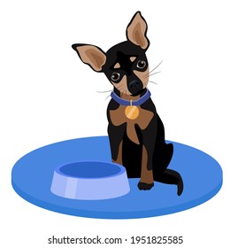 A small chihuahua puppy sits on a blue dog carpet. Black chihuahua puppy with collar and food bowl. Dog on an isolated white background.