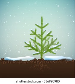 small Christmas trees or young fir tree growing on soil in winter snowing weather, vector