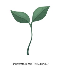 Small coffee plant sprout with green leaves cartoon vector illustration