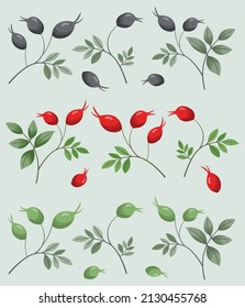 Small collection of rose hips berries on green foliate twigs; black, red and green dog roses berries with foliage for invitations, packaging, banners and other design.