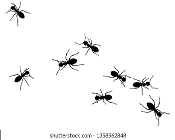 A small colony of ants. Black vector illustration on the white background. Isolated.
