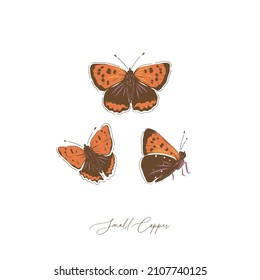 Small Copper Butterfly Insect Hand Drawn Vector Illustration Set Isolated On White. Vintage Curiosity Cabinet Aesthetic Print.