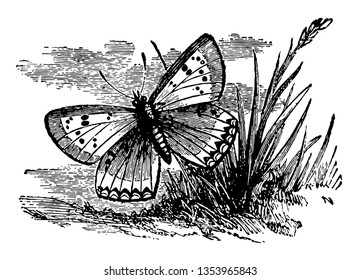 Small Copper which are very common from the end of May until late in the autumn vintage line drawing or engraving illustration.