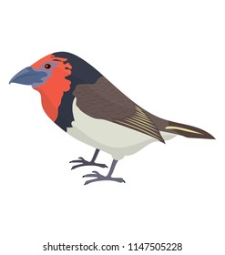 
Small cute bird with small beak and red throat depicting european robin 
