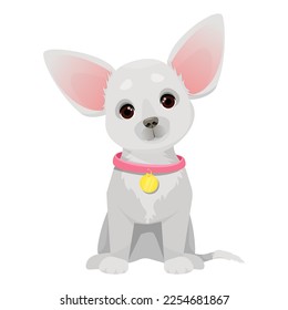 Small cute chihuahua dog with pink collar