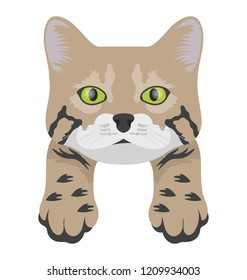 
A small cute et cat with colored eyes

