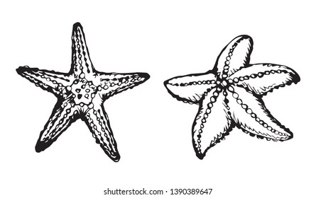 Small cute five armed Echinodermata Asteroidea on sand backdrop. Freehand outline black ink hand drawn seastar picture emblem sketchy in art retro scribble contour style pen on paper. Closeup top view