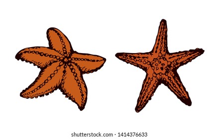 Small cute five armed Echinodermata Asteroidea on sand backdrop. Freehand outline black ink hand drawn seastar picture emblem sketchy in art retro scribble contour style pen on paper. Closeup top view