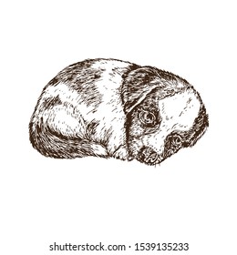 Small cute puppy curled up  hand drawn gravure style  vector sketch illustration  element for design