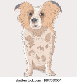 Small cute shaggy dog isolated on white background.
