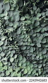 Small dark green leafy vegetation covering a wall in a shadowed street corner in Ubud