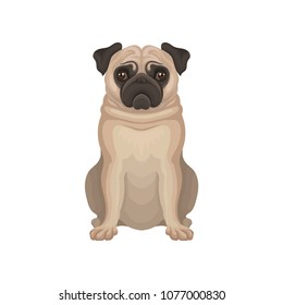 Small decorative pug dog with wrinkly, short-muzzled face, compact square body and short beige coat. Detailed flat vector icon