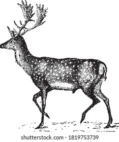 Small Deer, From the Dictionary of Word and Things, 1888.