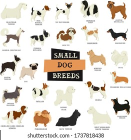 Small Dog breeds Isolated objects set