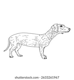 Small dog, dachshund, black and white ink sketch. Vector illustration. A drawing of a smooth-haired dog with a tail, isolated on a white background. The sketch is made in a simple style. dog Day