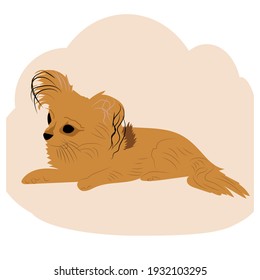 Small dog Papillon Pomeranian template logo design.