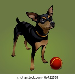 The small dog with red ball