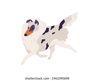 Small dog of Sheltie breed. Shetland doggy walking. Pet with spotted multicolored shaggy coat. Sweet spotty puppy with fluffy hair. Colored flat vector illustration isolated on white background